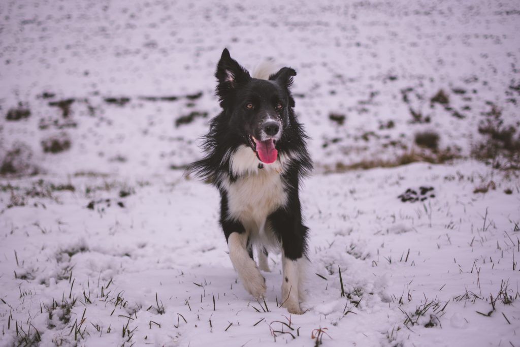 雪の中走る家庭犬